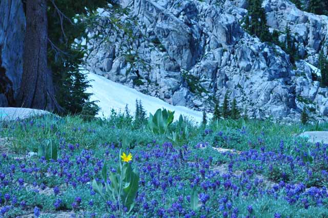 High Camp meadows